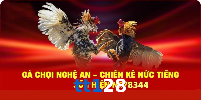 Gà Chọi Nghệ An – Chiến Kê Nức Tiếng Số 1 Hiện Nay